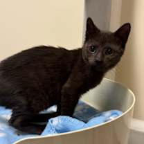 Thumbnail photo of Cappy #1