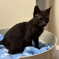 Thumbnail photo of Cappy #3