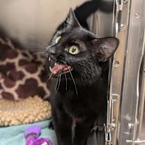 Thumbnail photo of Pinky #3