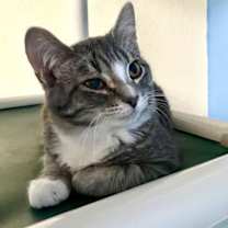 Thumbnail photo of Sparrow #1