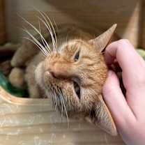 Thumbnail photo of Lemming #2