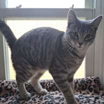 Thumbnail photo of Charlie #2