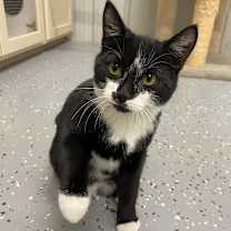 Thumbnail photo of Gill #1