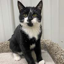 Thumbnail photo of Gill #2