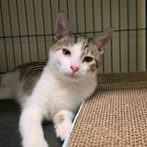 Thumbnail photo of Billy the Kid #2