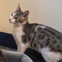 Thumbnail photo of Billy the Kid #4