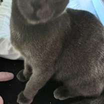 Thumbnail photo of Rebel #2