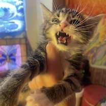 Thumbnail photo of Yogurt #2