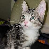 Thumbnail photo of Yogurt #3