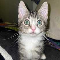 Thumbnail photo of Yogurt #4