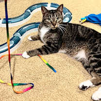 Thumbnail photo of Mack #1