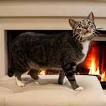 Thumbnail photo of Mack #2