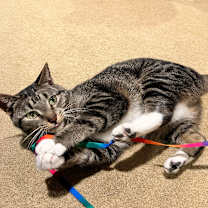 Thumbnail photo of Mack #3