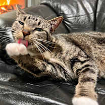 Thumbnail photo of Mack #4