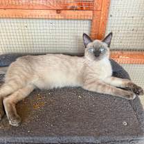 Thumbnail photo of Perris Lilac Siamese #1