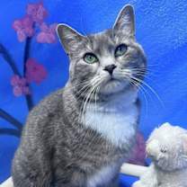 Thumbnail photo of McGriddle #1