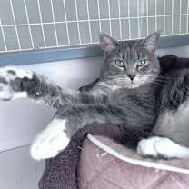 Thumbnail photo of McGriddle #2