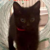 Thumbnail photo of Panther #1