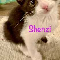 Thumbnail photo of Shenzi #2