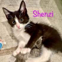 Thumbnail photo of Shenzi #3