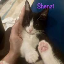 Thumbnail photo of Shenzi #4