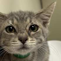 Thumbnail photo of Shadow #1