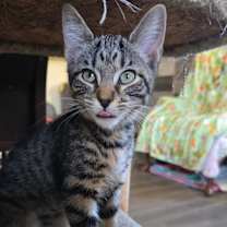 Thumbnail photo of Penne #1