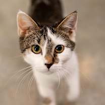 Thumbnail photo of Fritter #1