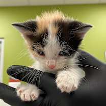 Thumbnail photo of Thelma #1