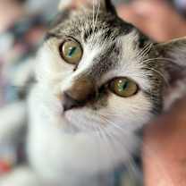 Thumbnail photo of Fritter #3