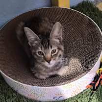 Thumbnail photo of Debbie #1