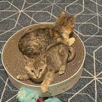 Thumbnail photo of Debbie #3