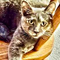 Thumbnail photo of Crackle #4