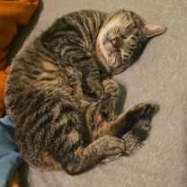 Thumbnail photo of Roscoe - NC #1