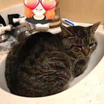 Thumbnail photo of Roscoe - NC #2