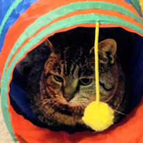 Thumbnail photo of Roscoe - NC #3