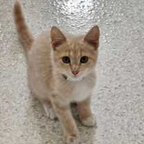 Thumbnail photo of Zion @ The Cat's Brew #3