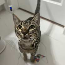 Thumbnail photo of Hank #4