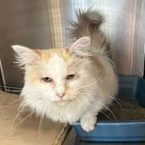 Thumbnail photo of Peanut #3