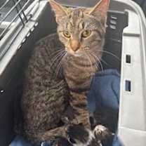 Thumbnail photo of Mao #3