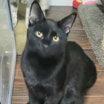 Thumbnail photo of Bellagio #2