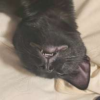 Thumbnail photo of Bellagio #3