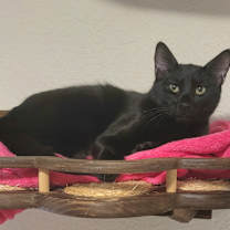 Thumbnail photo of Bellagio #4