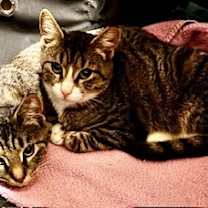 Thumbnail photo of Peanut &amp; Cashew #1