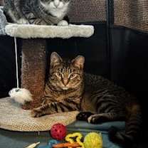 Thumbnail photo of Peanut &amp; Cashew #3