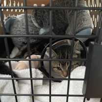 Thumbnail photo of Azusa #3