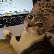 Thumbnail photo of Mothman (St Thomas) (kitten) #2