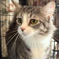 Thumbnail photo of Tacari #1