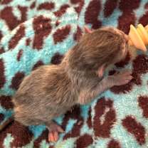 Thumbnail photo of Gollum #2