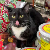 Thumbnail photo of Jeeves #1